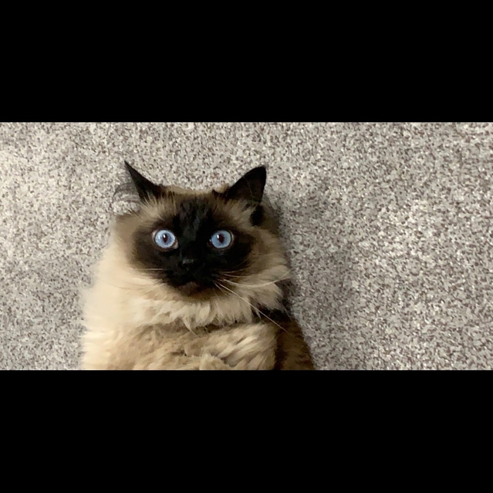 Meet your Posher, Colleen